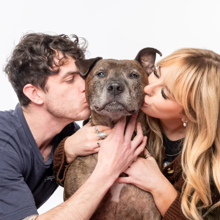 Male and female kissing a staffy dog on the cheeks