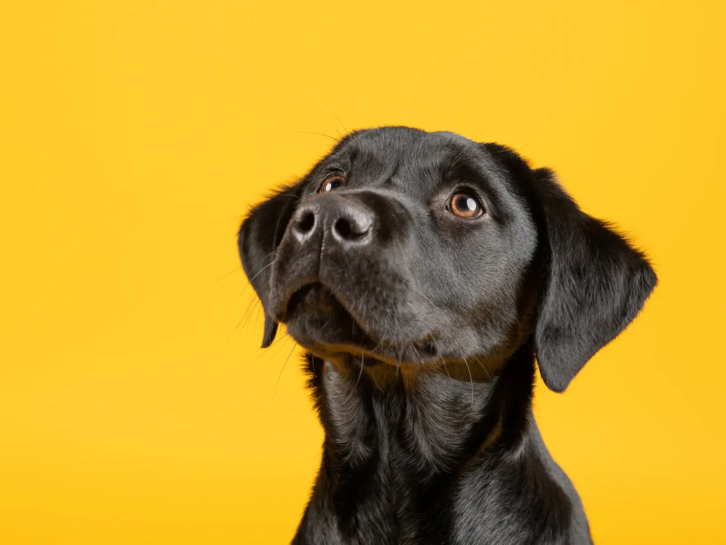 Dog banner