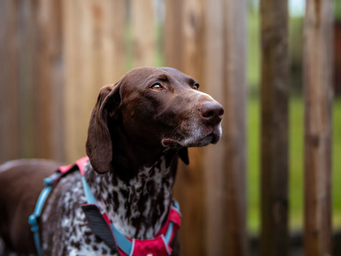 Portrait of a dog 