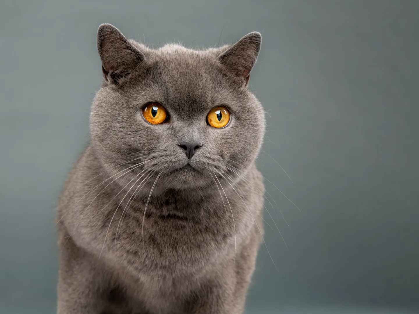 Portrait of a cat