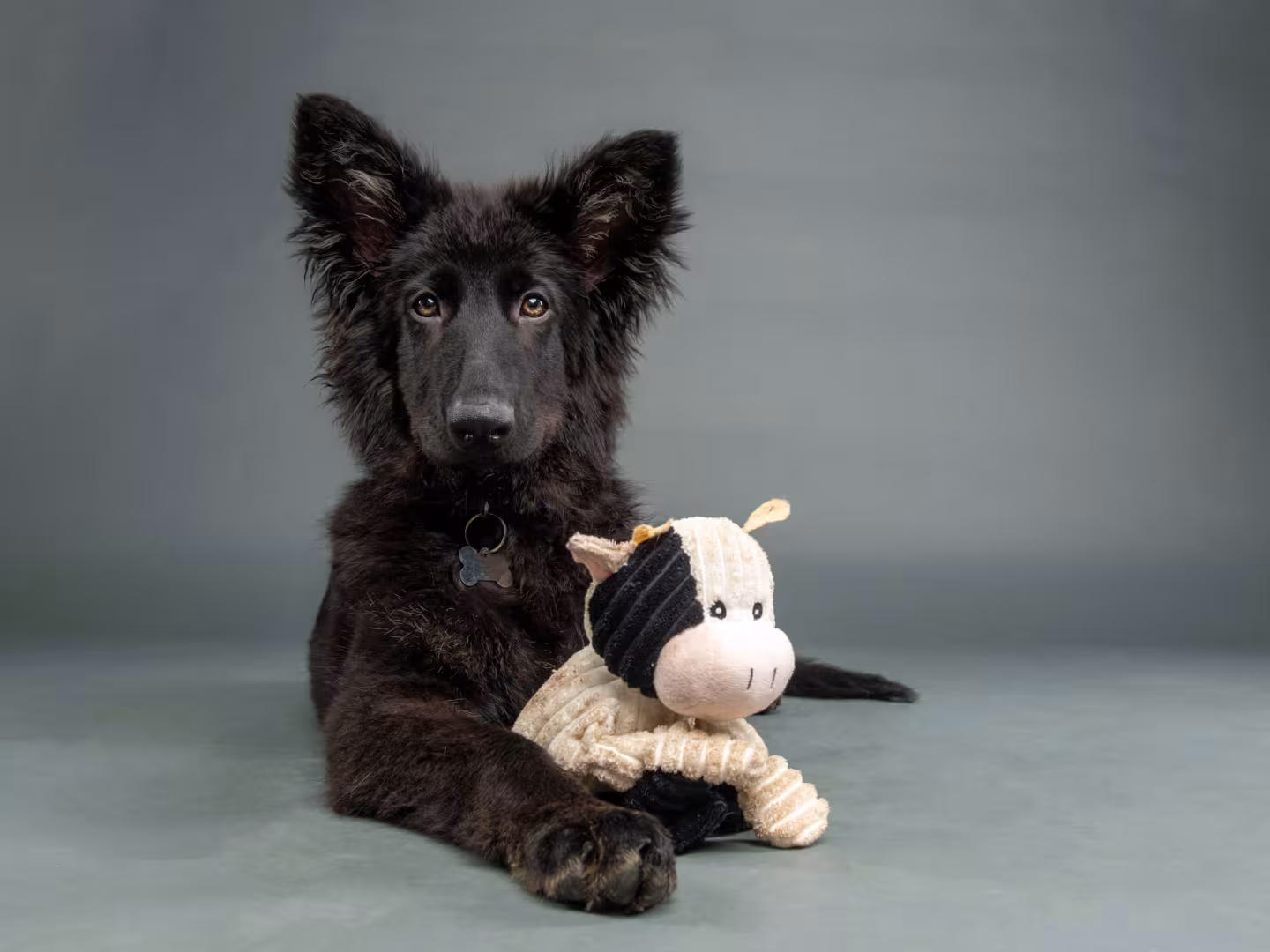 Black dog laying down with its toy sheep