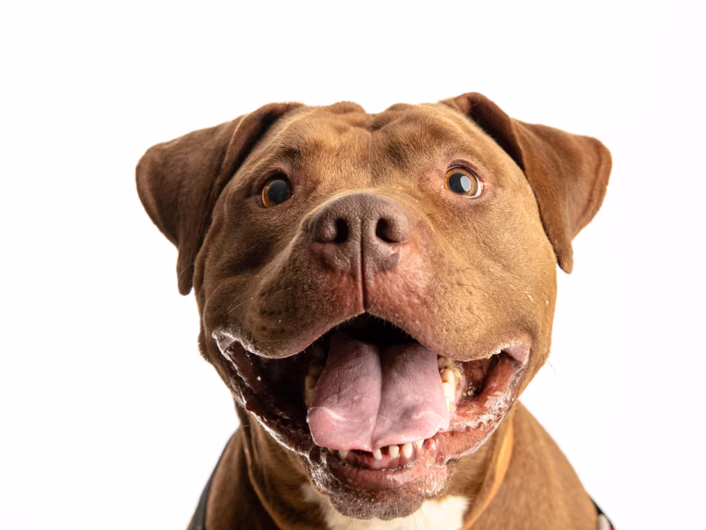 Portrait of a tan staffy 