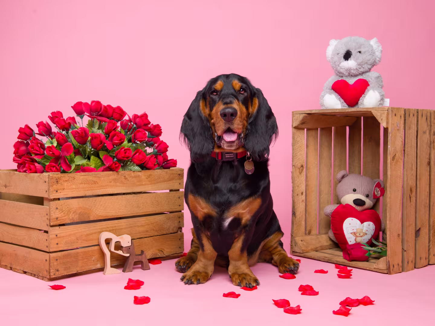 Dog in valentines set pink