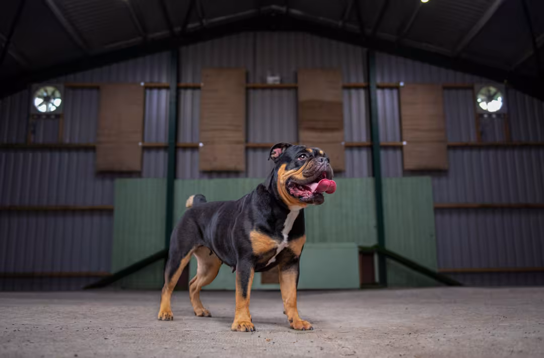 English bulldog hero image in a barn