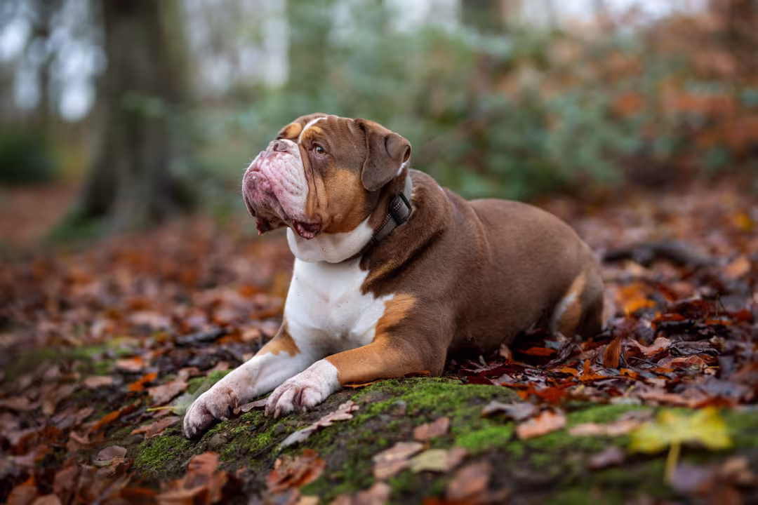 English bulldog laying down in a forest