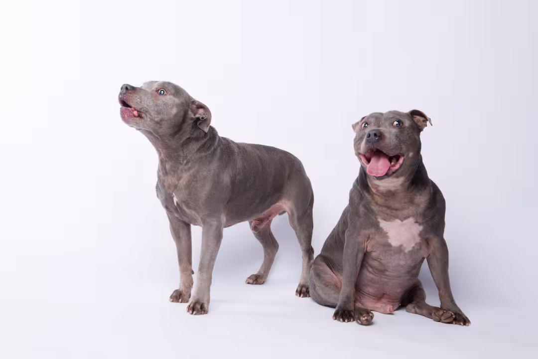Two Staffies 