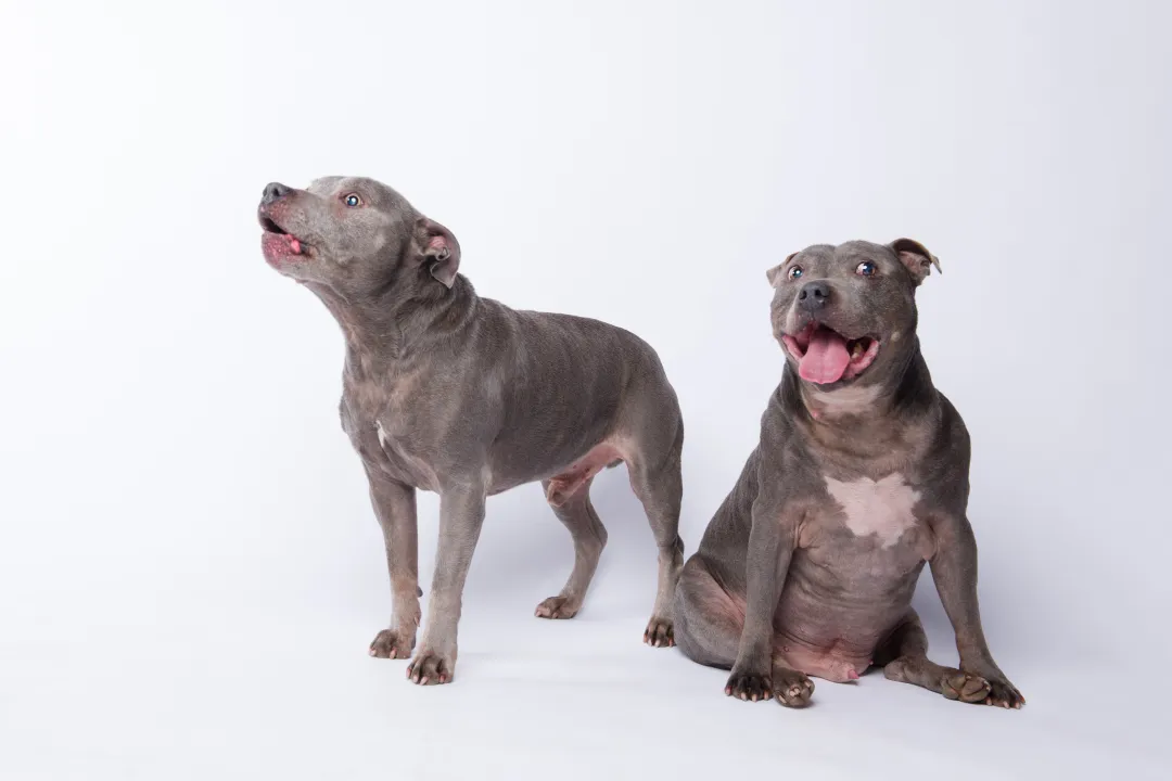 Two Staffies 