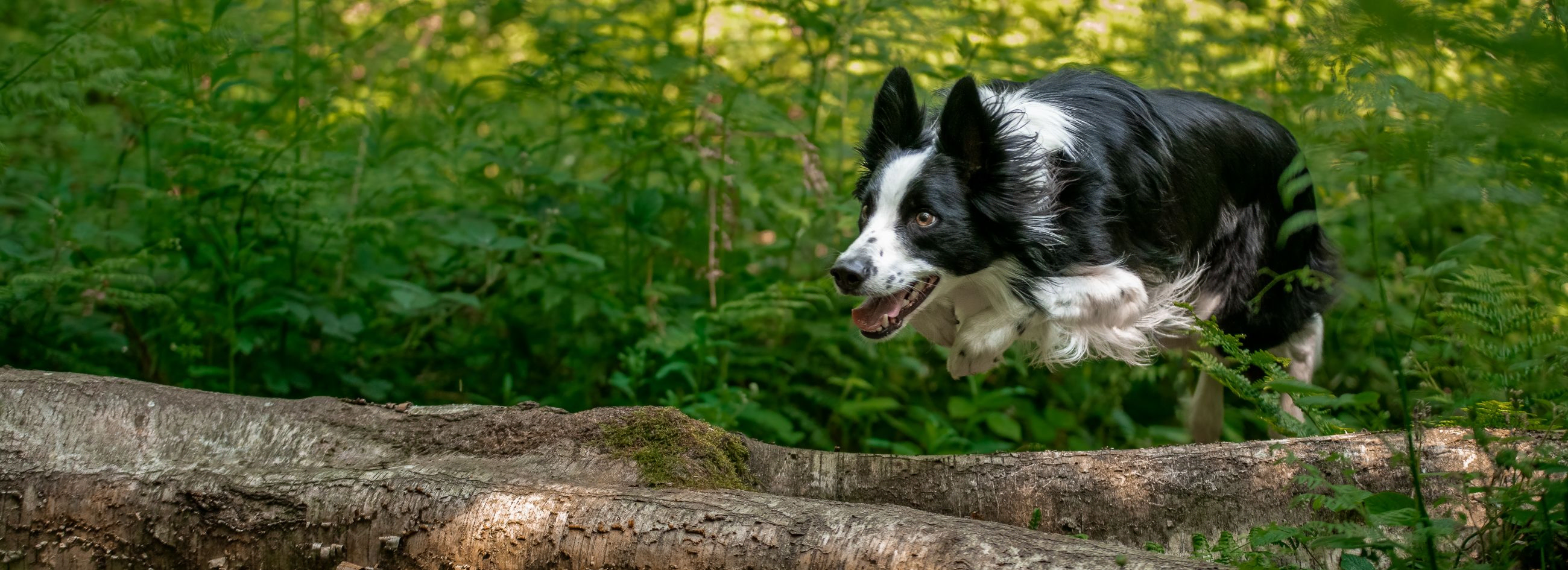Collie dog jumping over a log