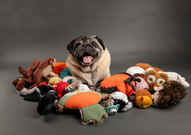 A pug dog with all his toys