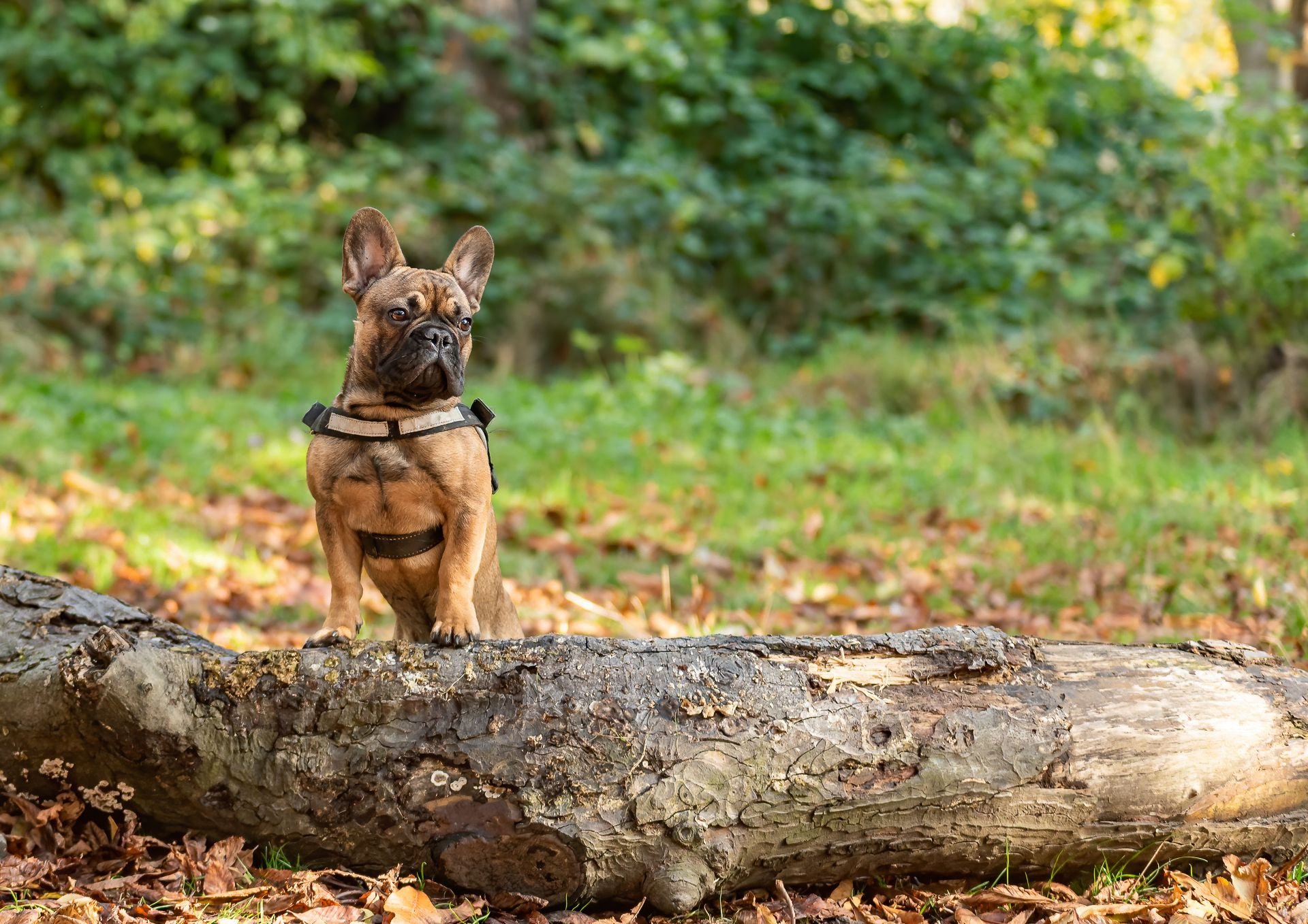 French bull dog on top of a log