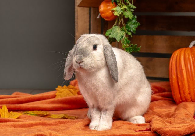 Autumnal grey bunny rabbit on orange blanket 