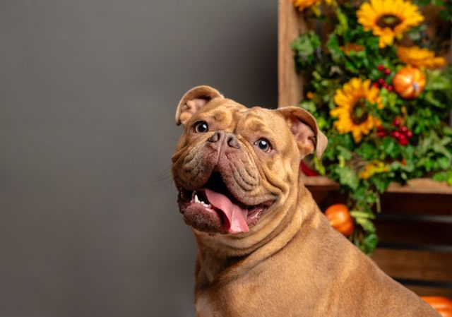 Bull dog portrait with sunflowers