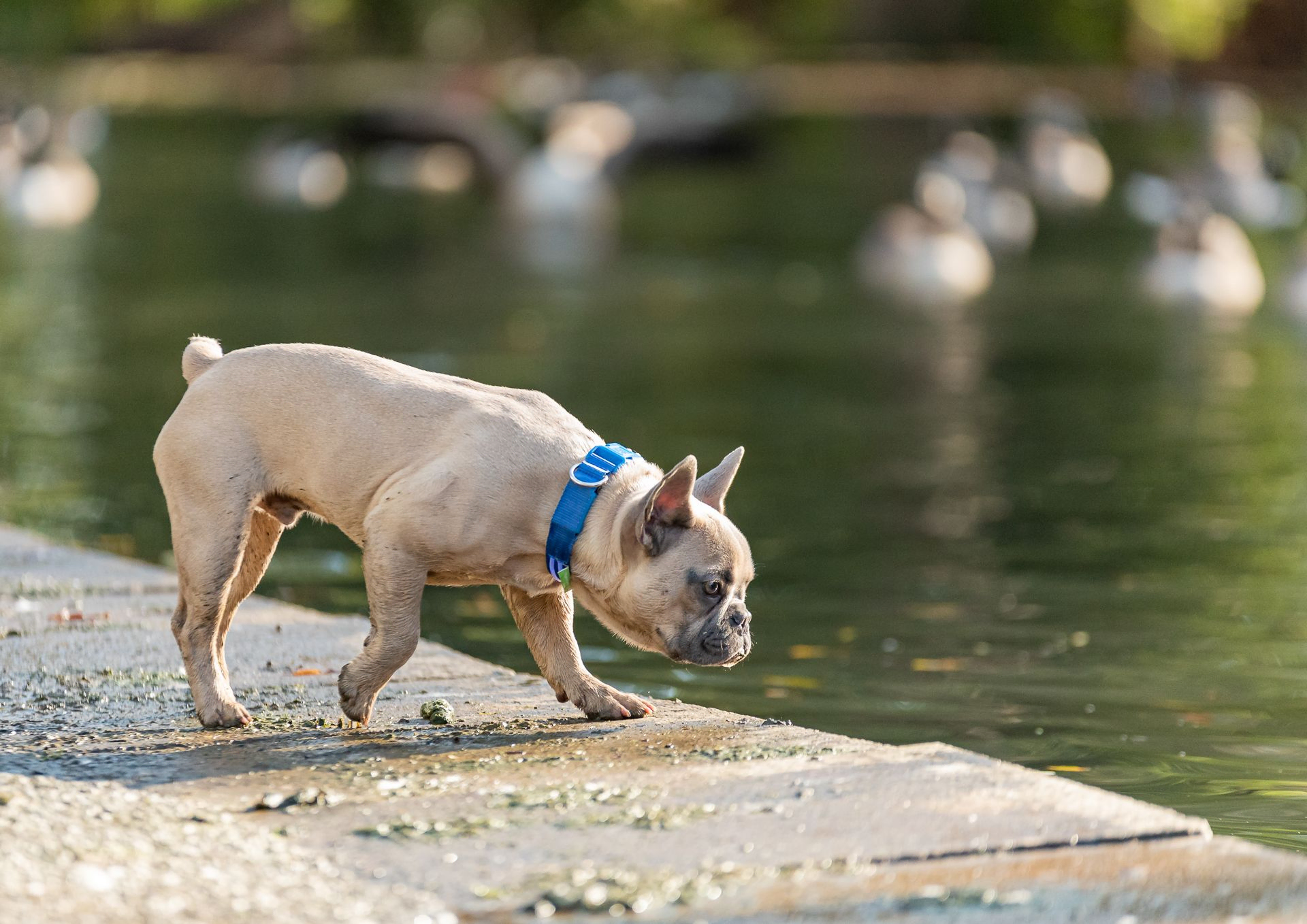 French bull dog at the edge of a lake
