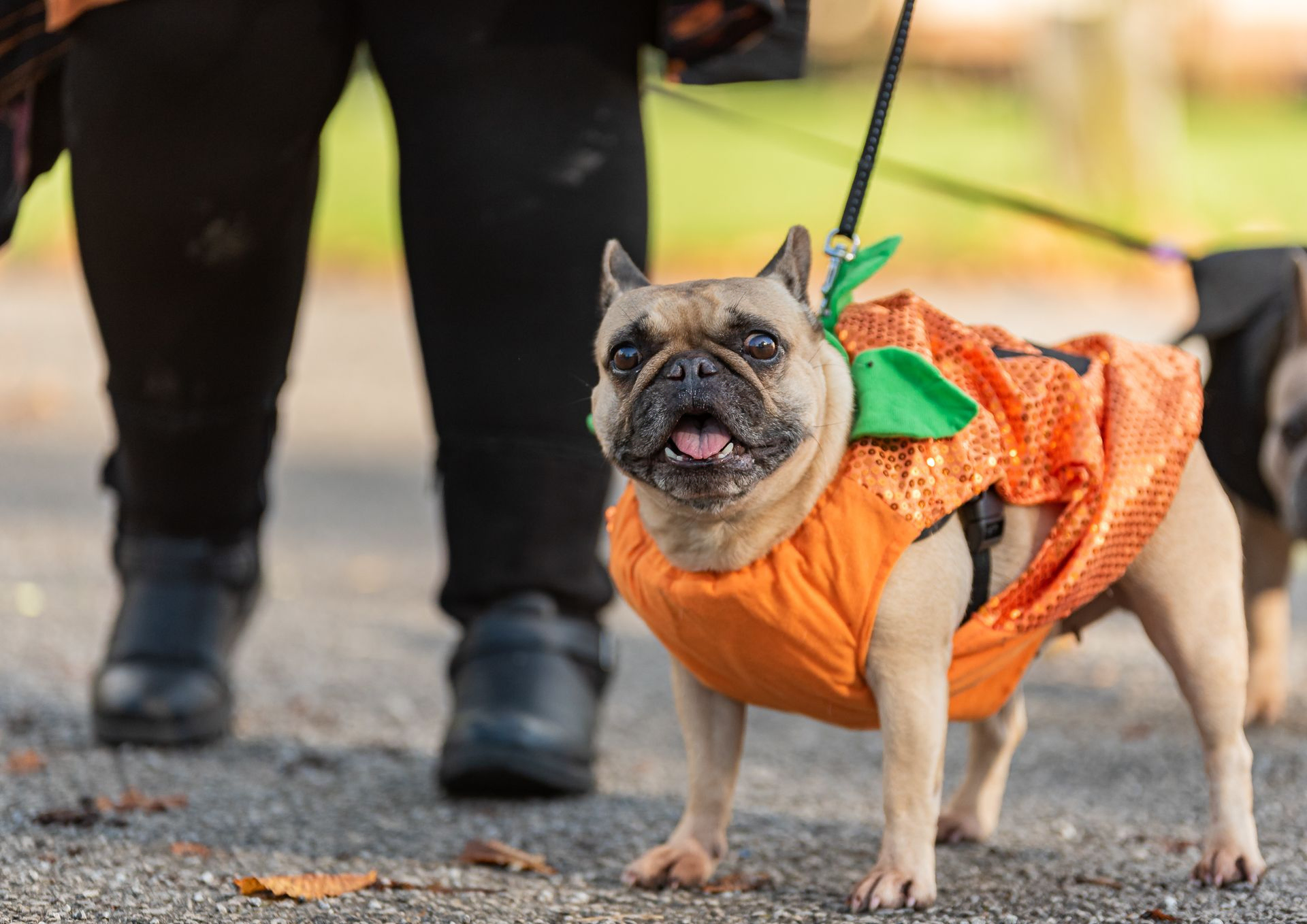 French bull dog pumpkin suite 