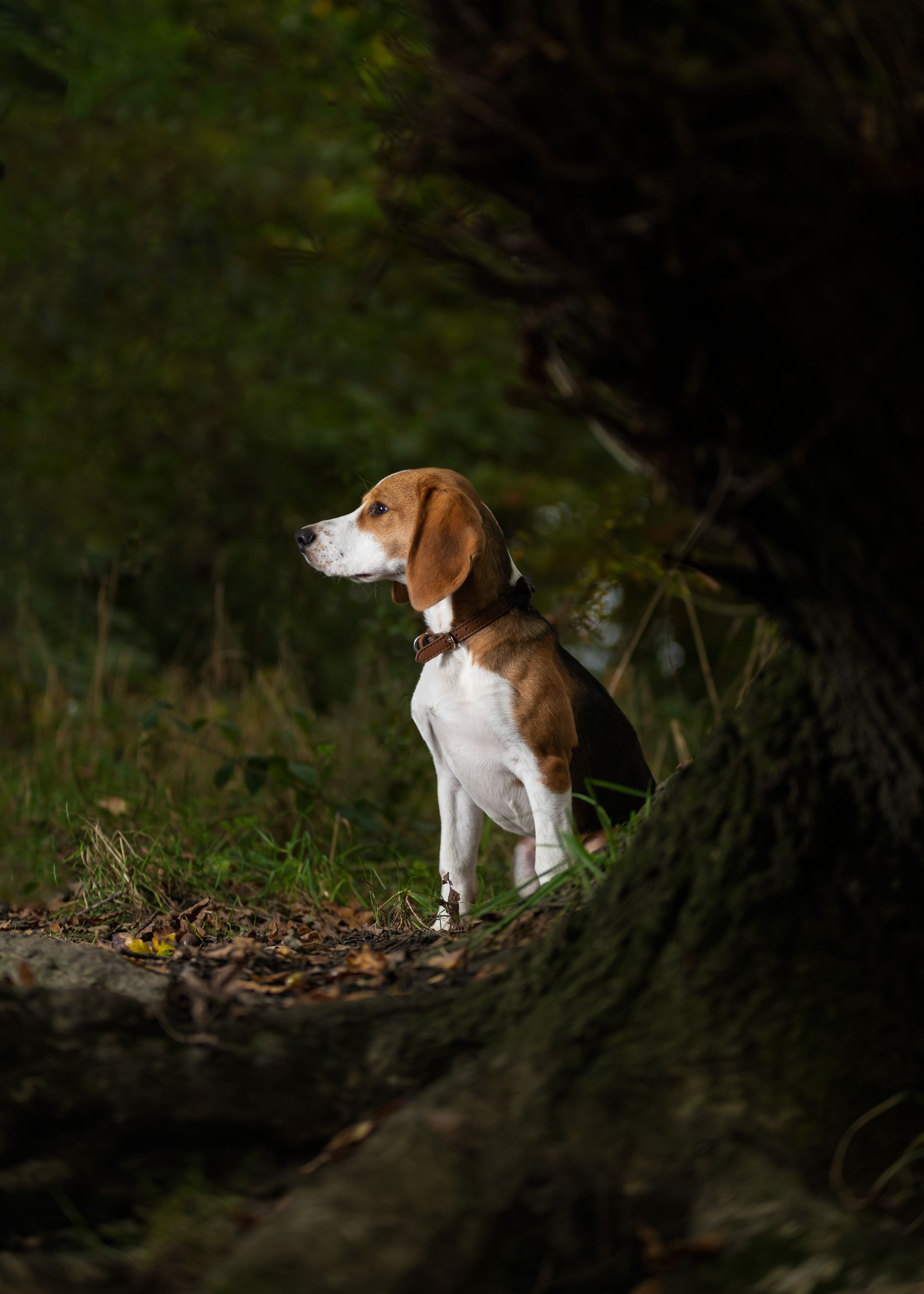 Moody image of a beagle in a forest