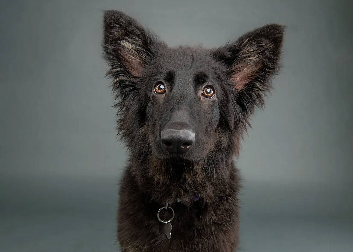 Puppy German shepherd dog black