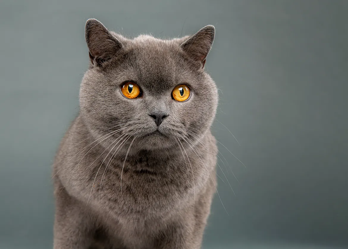 Grey cat