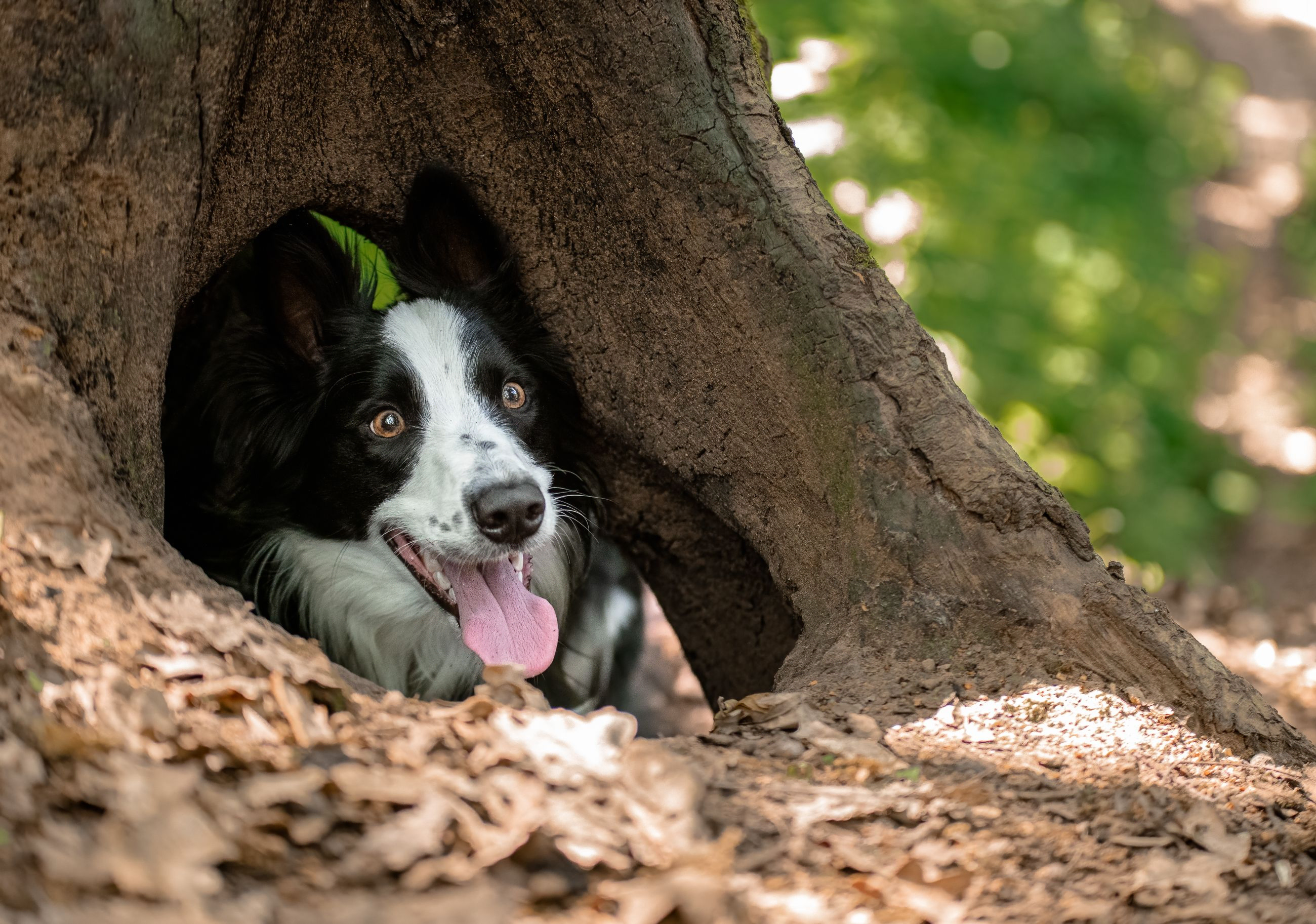 Collie dog under a tree
