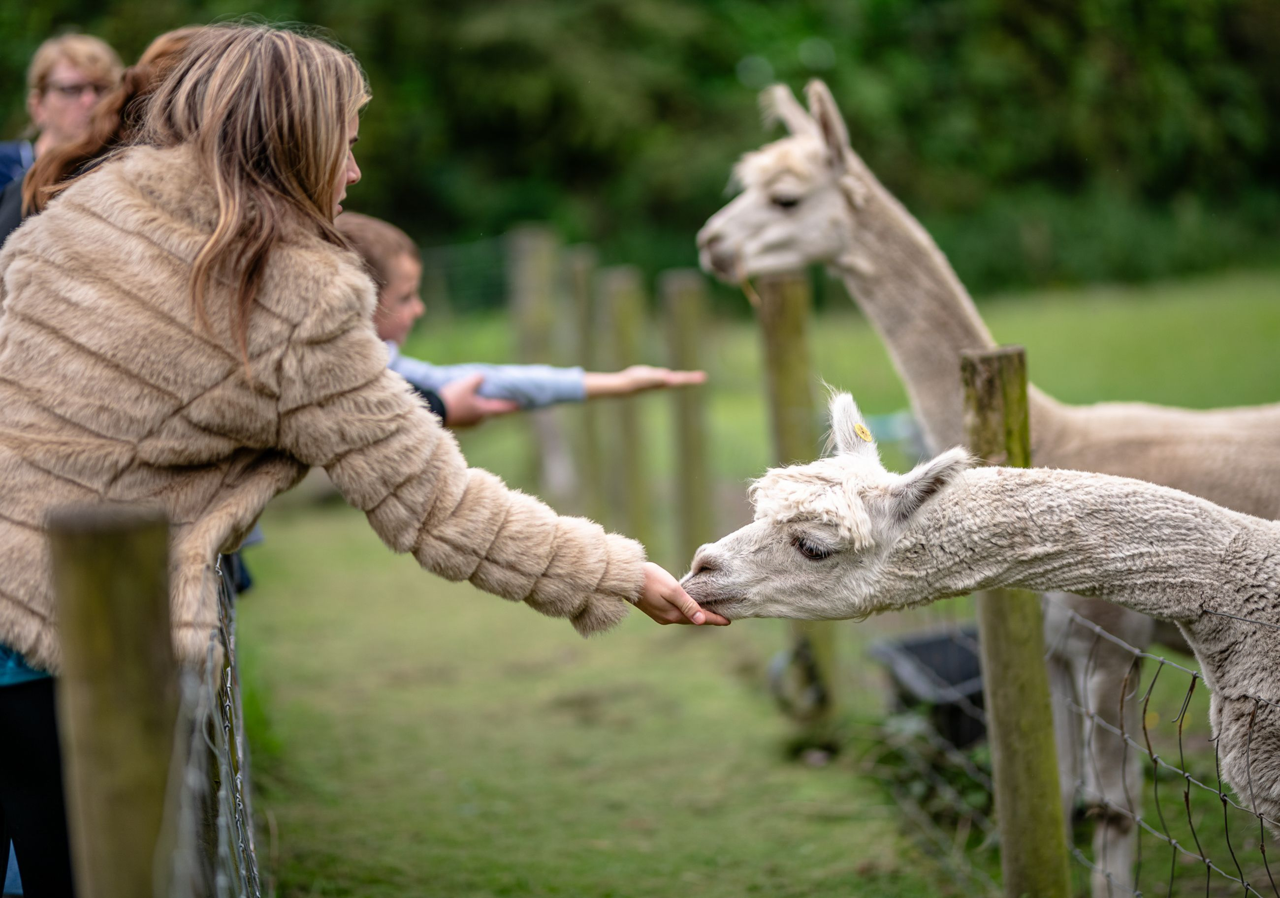 Young people hand feeding Lamas 