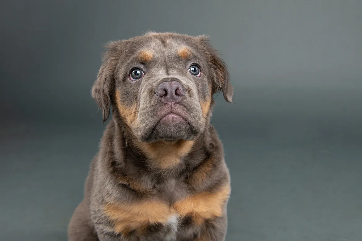 Small Bull dog puppy