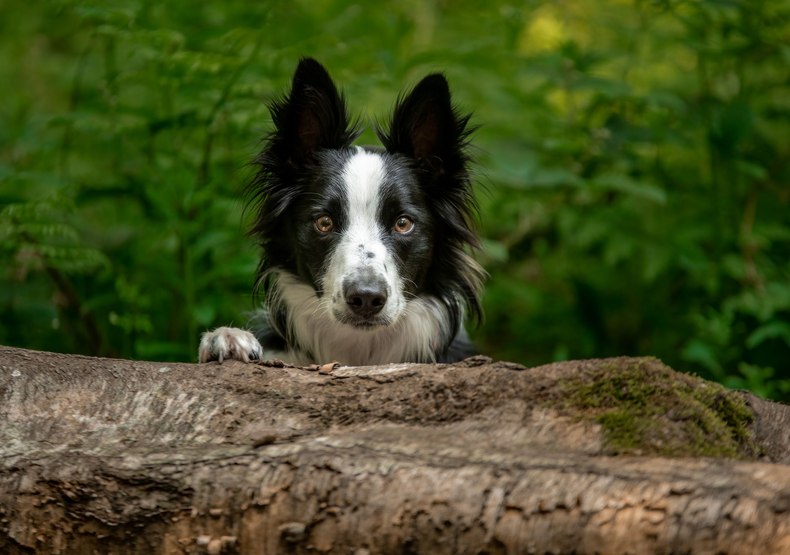Collie dog peering over a tree