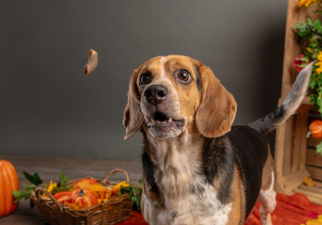 Beagle staring at a treat mid air