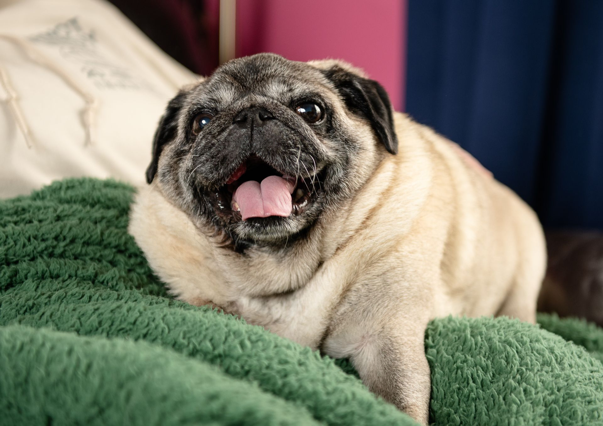 Happy Pug at home on his favourite blanket