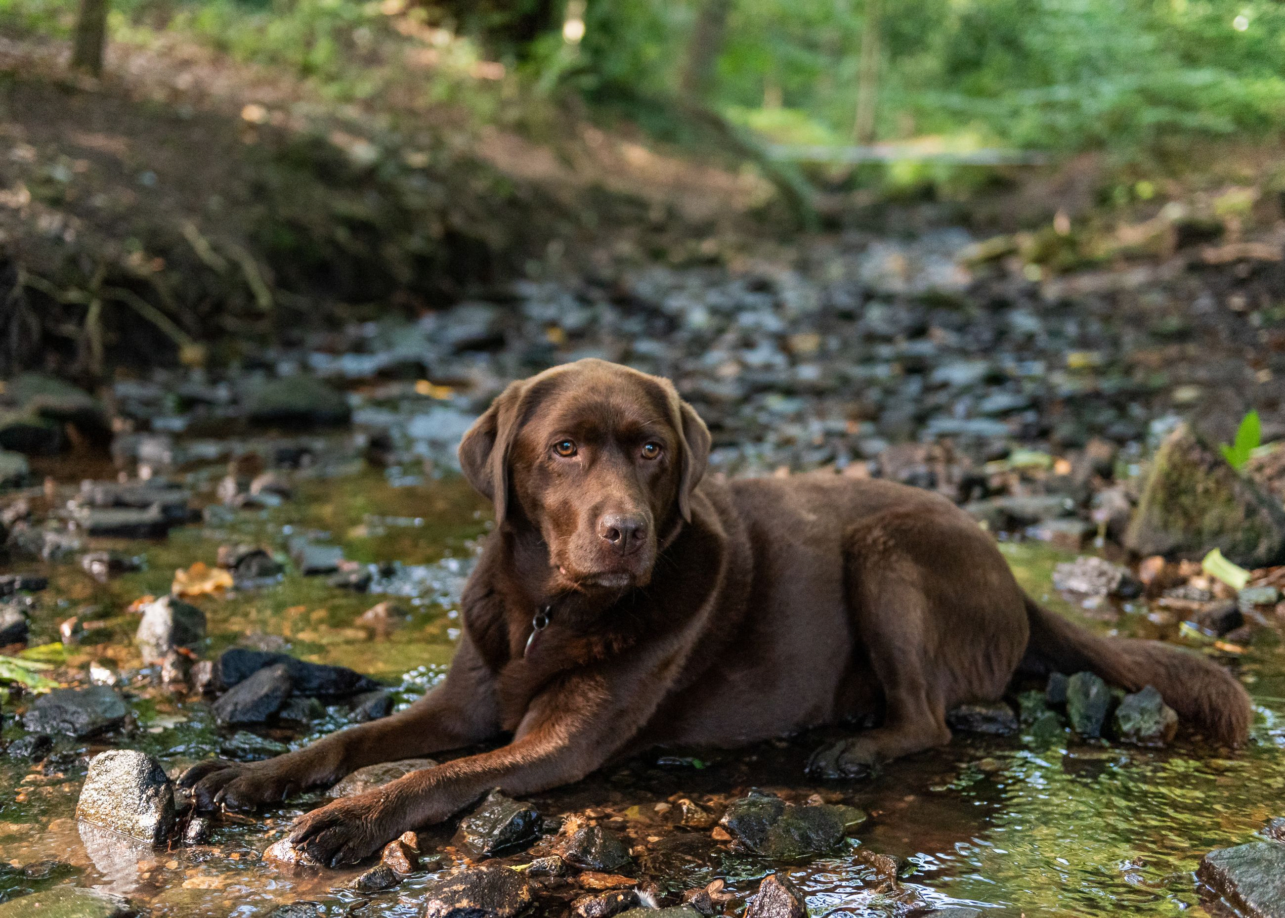 Chocolate Labrador laying in a creek 
