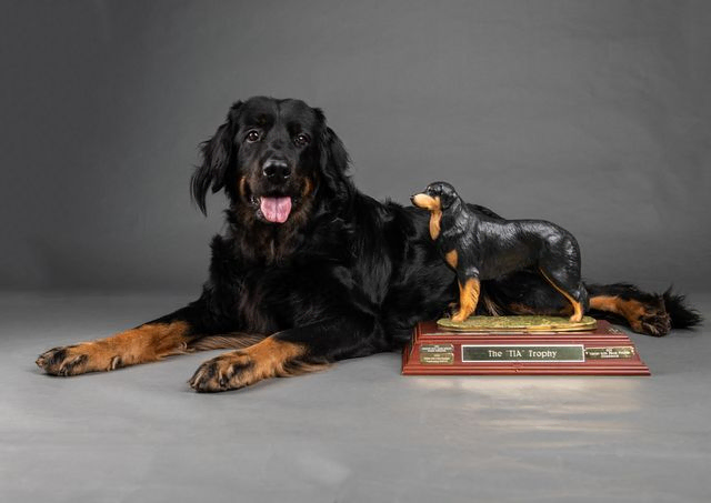 Black dogs next to award on grey backdrop