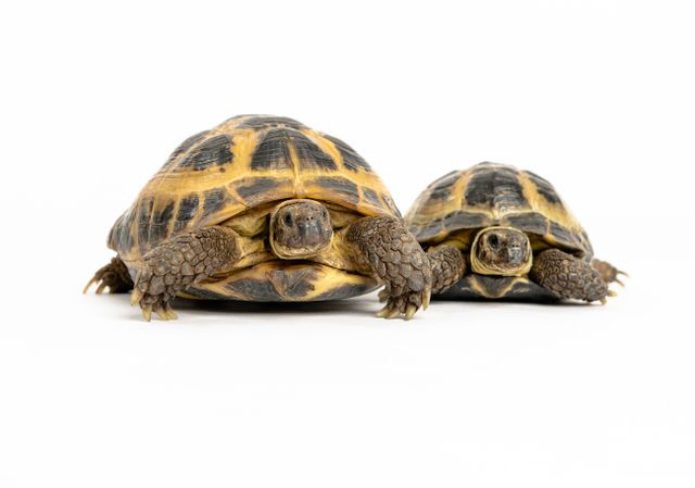 Two european tortoises 