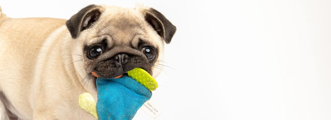 A puppy pug carrying a toy that is blue
